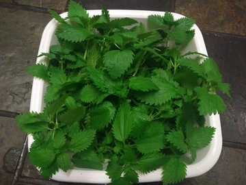 Read more about the article Stinging Nettle – Fresh Infusion